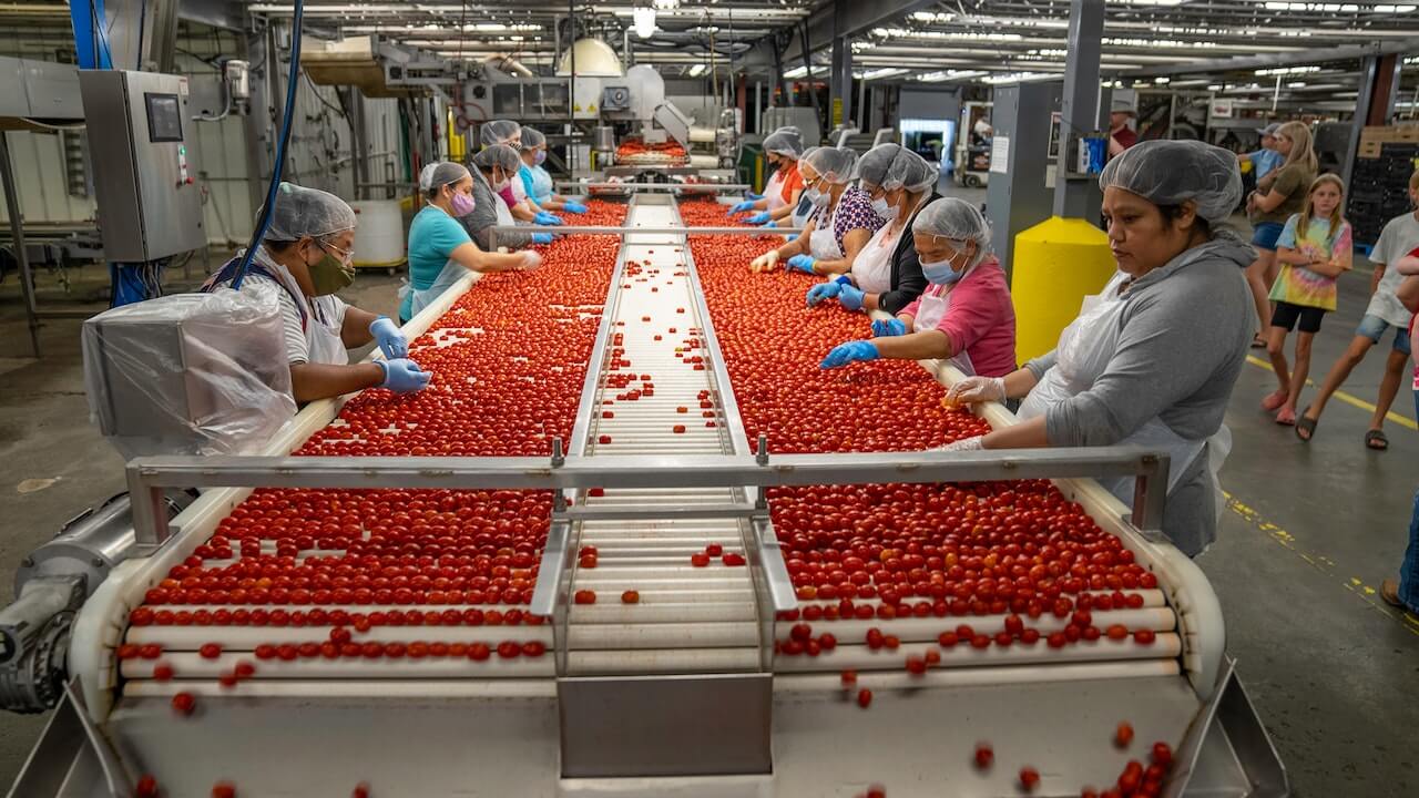 Workers sorting tomatoes on conveyor belt in factory.